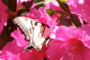 09.04.2006 - Cypress Garden - Schwalbenschwanzschmetterling