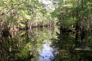 09.04.2006 - Francis Beidler Forest - Three Hole Lake - heute ohne Krokodile...