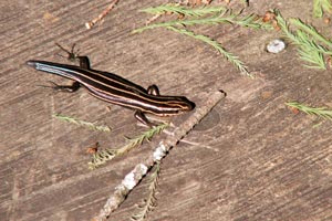 09.04.2006 - Francis Beidler Forest - Bunte Eidechse