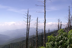 16.09.2006 - Great Smoky Mountain State Park - Nähe Clingman's Dome