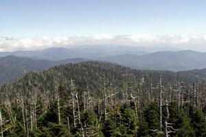 16.09.2006 - Great Smoky Mountain State Park - Blick vom Clingsman's Dome auf das Waldsterben des Great Smoky