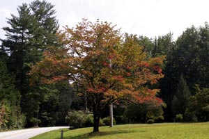 17.09.2006 - Irgendwo in der Provinz - Erste Vorboten des Indian Summers?