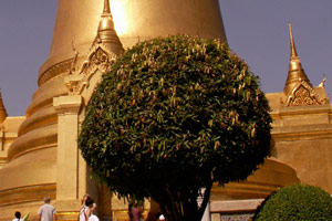 12.12.2009 - Gold... Gold