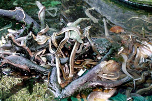 13.12.2009 - Becken mit sehr vielen Schlangen