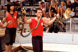 13.12.2009 - Ein Mann, drei Schlangen