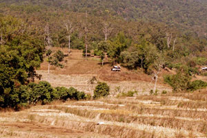 27.12.2009 - Tagesausflug - Hilltribes - Reisfelder