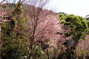 27.12.2009 - Blütenpracht im Dezember