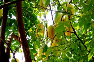 30.12.2009 - Sternfrüchte