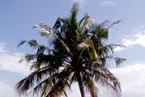 06.01.2010 - Trauminsel