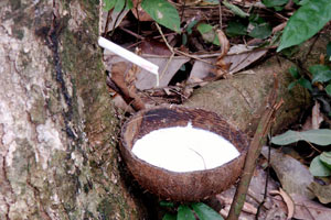 10.01.2010 - Wanderung zur Mango Bay - Gummibaum mit Kautschuk
