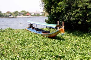 17.01.2010 - Long-Tail-Boot macht Pause im Nebenarm