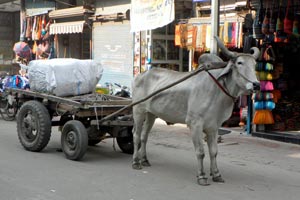 14.12.2011 - Bunter Treiben unweit vom Main Baazar