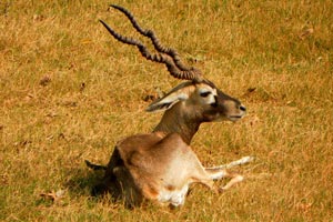 17.12.2011 - Sikandra - Akbar-Mausoleum (Grabmal eines Mogulherrschers) bei Agra