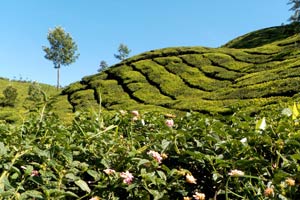 03.01.2012 - Teeplantagen bei Munnar