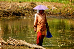 04.01.2012 - Backwaters of Alleppey - Leben in den Backwaters - Reisanbau
