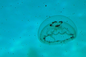 25-02-13 - Jelly Fish in the Red Sea