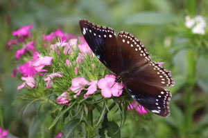 15.02.2015 - Schmetterling im Literaturtempel
