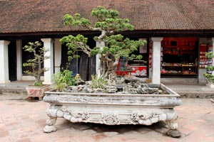 15.02.2015 - Bonsai-Baum im Literaturtempel