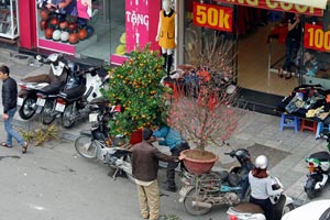 16.02.2015 - Tet-Fest - Bäume werden transportiert