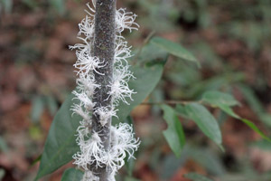 05.03.2015 - Inseltour - Pflanze oder lebende Kreaturen? 