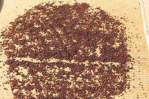 05.03.2015 - Inseltour - Roter Pfeffer trocknet