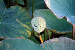 07.03.2015 - Lotus-Pflanzen auf dem Nachbar-Resort