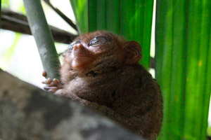 08.01.2016 - Kleines Tarsier Äffchen im Philippine Tarsier Sanctuary