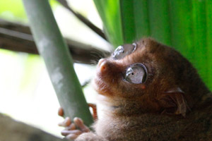 08.01.2016 - Kleines Tarsier Äffchen im Philippine Tarsier Sanctuary