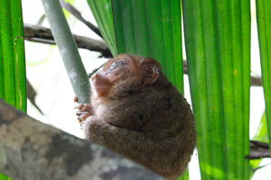 08.01.2016 - Kleines Tarsier Äffchen im Philippine Tarsier Sanctuary