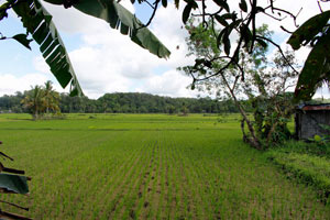 08.01.2016 - Reisfelder irgendwo auf der Insel