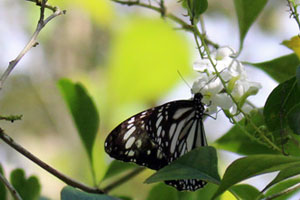 08.01.2016 - Schmetterling auf der Schmetterlingsfarm