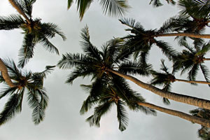 13.01.2016 - Palmen im letzten Licht des Tages