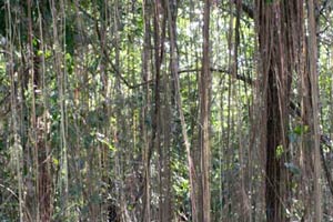 15.01.2016 - Viele Mini-Lianen