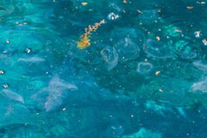 19.01.2016 - Private Boat Tour Route C - Quallen an der Secret Island