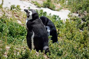 19.11.2016 - Brillenpinguine