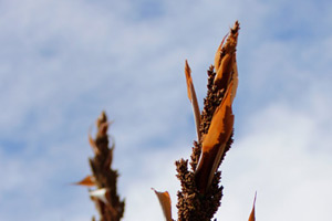 20.11.2016 - Exotische Pflanzenwelt im Kirstenboschpark