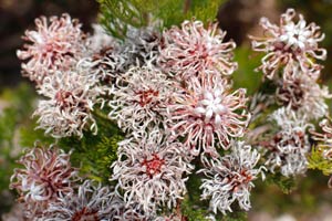 20.11.2016 - Exotische Pflanzenwelt im Kirstenboschpark
