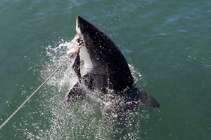 25.11.2016 - Ab in den Käfig zu den Haien