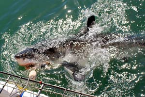 25.11.2016 - Ab in den Käfig zu den Haien