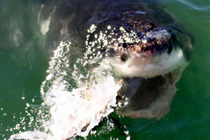 25.11.2016 - Ab in den Käfig zu den Haien