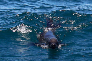 26.11.2016 - Wir sehen Delphine, Robben und Wale (auf dem Bild eine Robbe)