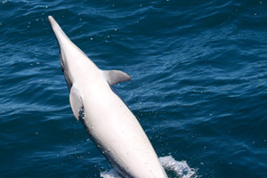 26.11.2016 - Wir sehen Delphine, Robben und Wale (auf dem Bild ein Delphin)