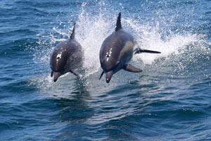 26.11.2016 - Wir sehen Delphine, Robben und Wale (auf dem Bild Delphine)
