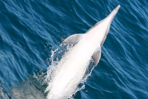 26.11.2016 - Wir sehen Delphine, Robben und Wale (auf dem Bild Delphine)