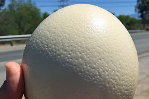 27.11.2016 - Straußeneier zum fairen Preis