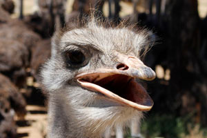 27.11.2016 - Strauße zwischen Oudtshoorn und Swartbergpass