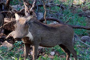 28.11.2016 - Warzenschweine