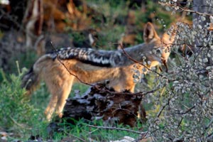 29.11.2016 - Schabrackenschakal (Jackal) - echt scheues Tier