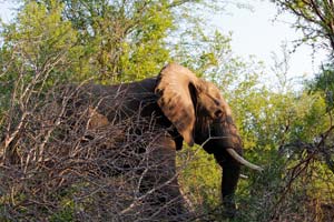 29.11.2016 - Elefanten