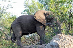 29.11.2016 - Elefanten